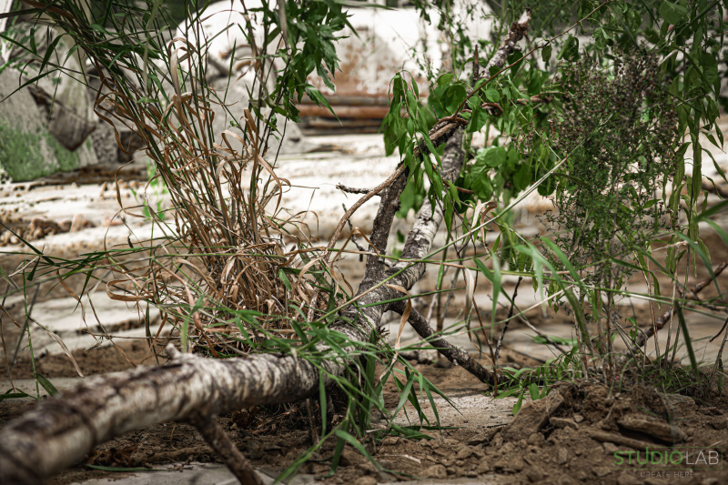 A close-up shot of a fallen tree branch and overgrown plants scattered on a dirt surface, set against a weathered, dilapidated urban backdrop.